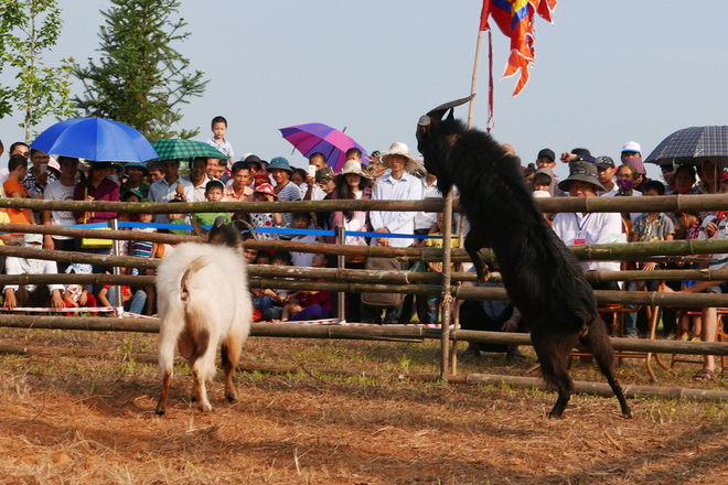 de chien ha giang ve ha noi dau choi-8