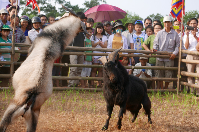 de chien ha giang ve ha noi dau choi-9