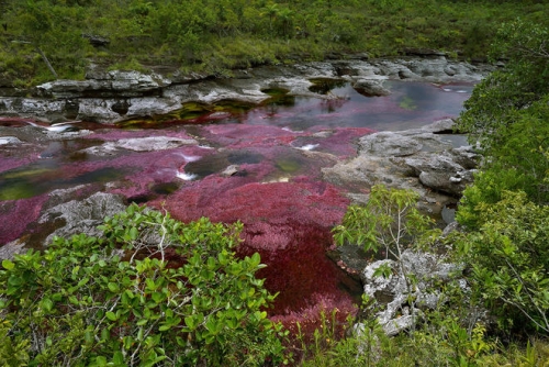 Dòng sông cầu vồng kỳ lạ ở Colombia - 3