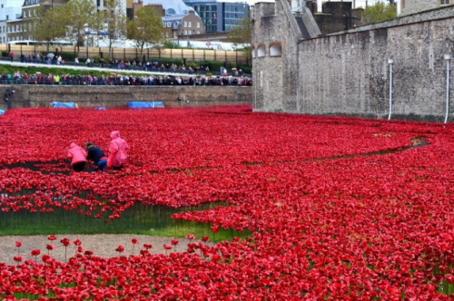 'Dòng sông hoa' anh túc chảy rực đỏ London - 11