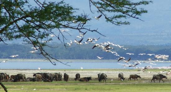 Khám phá thiên đường Kenya - 1