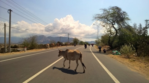 khung canh ngoan muc doc duong ven bien phan rang cam ranh-3