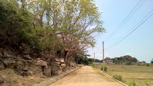 khung canh ngoan muc doc duong ven bien phan rang cam ranh-4