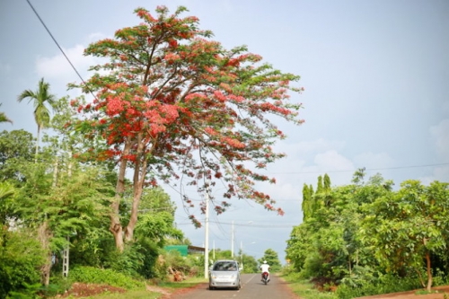 lang du ben long ho ea kao-2