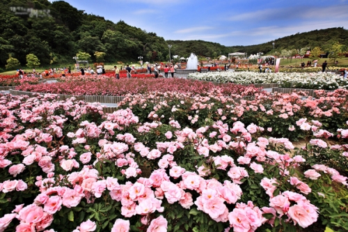 le hoi hoa hong thom ngat o cong vien ulsan-8