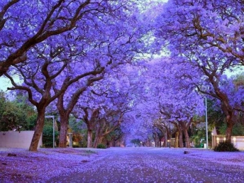 Mexico tím biếc trời sắc hoa Jacaranda - 1