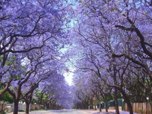 Mexico tím biếc trời sắc hoa Jacaranda - 11