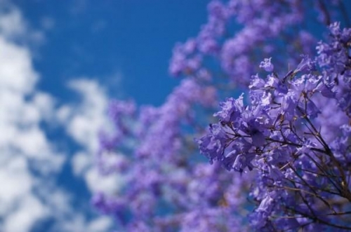 Mexico tím biếc trời sắc hoa Jacaranda - 2