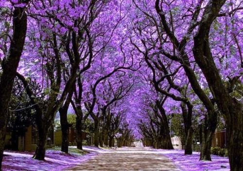 Mexico tím biếc trời sắc hoa Jacaranda - 3