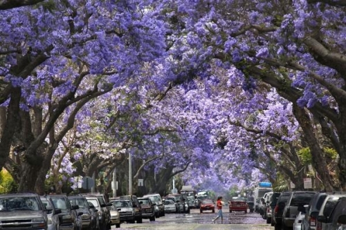 Mexico tím biếc trời sắc hoa Jacaranda - 7