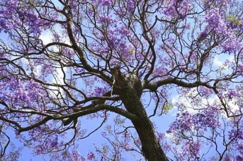 Mexico tím biếc trời sắc hoa Jacaranda - 8