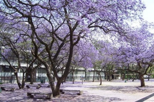 Mexico tím biếc trời sắc hoa Jacaranda - 9