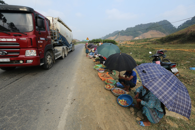 mua dao chin do tren cao nguyen moc chau-8