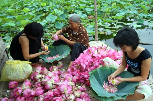 nhung diem ngam sen tai ha noi-1