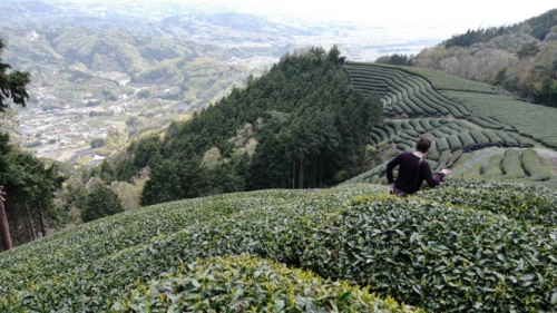 nhung nuoc chau a noi tieng co vi tra ngon - 2