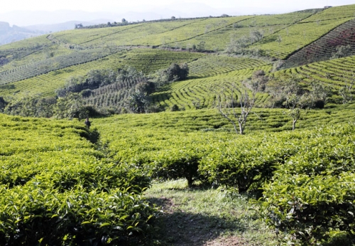 tan huong thien nhien trong lanh noi doi tra da lat-1