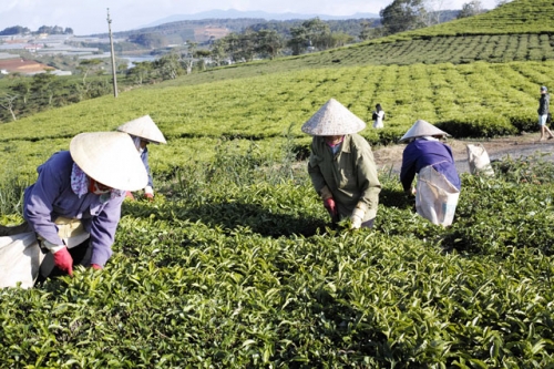 tan huong thien nhien trong lanh noi doi tra da lat-11