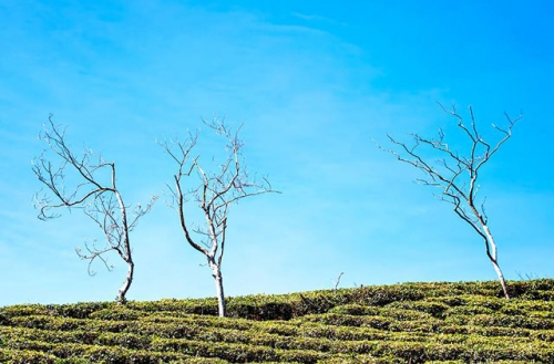 tan huong thien nhien trong lanh noi doi tra da lat-2