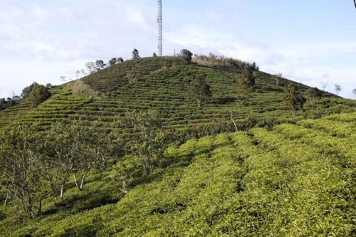 tan huong thien nhien trong lanh noi doi tra da lat-4