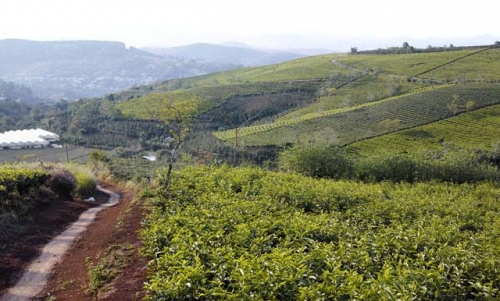 tan huong thien nhien trong lanh noi doi tra da lat-5