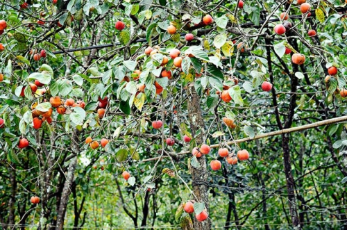 tan huong thien nhien trong lanh noi doi tra da lat-8