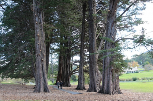 tasmania mua thu lanh lanh anh 33