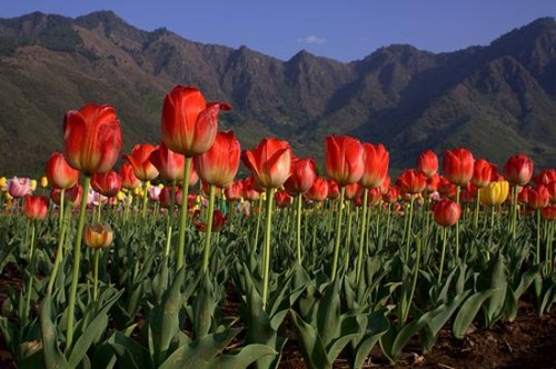 Vườn hoa tulip rực rỡ và lớn nhất châu Á - 1