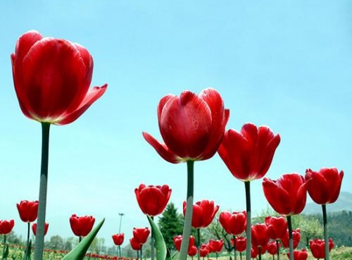 Vườn hoa tulip rực rỡ và lớn nhất châu Á - 2