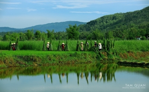 Xanh mướt mát đồng cói Tam Quan mùa thu hoạch - 9