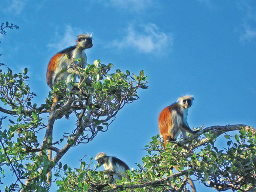 Zanzibar, sắc màu thời gian giữa biển khơi - 3