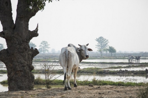 13 trai nghiem dang nho trong chuyen du lich myanmar-11