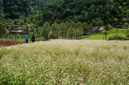 9 trải nghiệm nên thử ở Hà Giang - 1