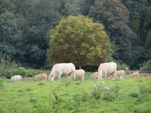 Bình yên quá đỗi Normandie-Pháp - 5