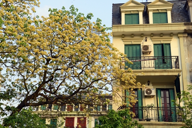 cay hoa bun ruc ro o phia tay ha noi-1