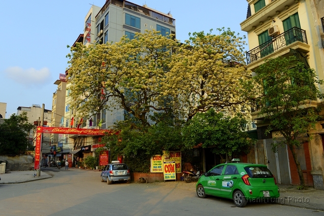 cay hoa bun ruc ro o phia tay ha noi-6