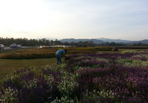 Chiều rực rỡ trong công viên Shingha Chiang Rai - 2