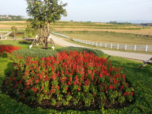 Chiều rực rỡ trong công viên Shingha Chiang Rai - 3