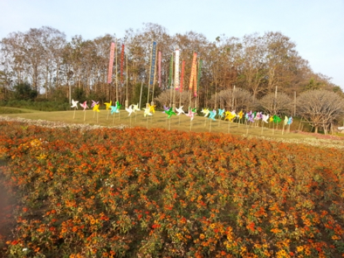 Chiều rực rỡ trong công viên Shingha Chiang Rai - 4