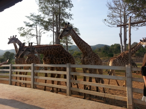 Chiều rực rỡ trong công viên Shingha Chiang Rai - 5