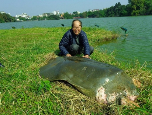 'Cụ rùa' hồ Gươm nổi lên phơi nắng - 1