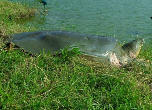 'Cụ rùa' hồ Gươm nổi lên phơi nắng - 2