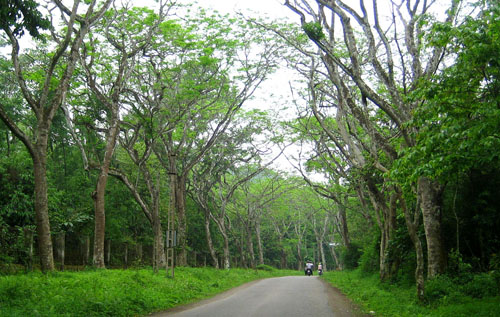 Đêm ngủ giữa rừng Cúc Phương - 1
