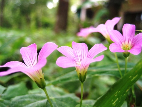 Đêm ngủ giữa rừng Cúc Phương - 2