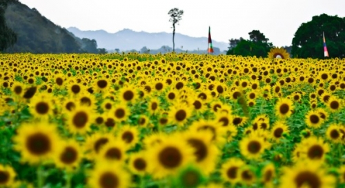 Đến Thái Lan ngắm hoa hướng dương rạng rỡ ở Lopburi - 1