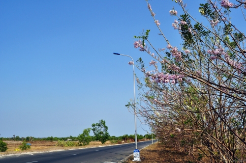 Đi qua mùa Đỗ Mai ảnh 11