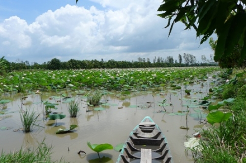 Đồng Sen Tháp Mười miễn phí vé tham quan đến giữa tháng 8 - 1