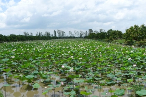 Đồng Sen Tháp Mười miễn phí vé tham quan đến giữa tháng 8 - 2