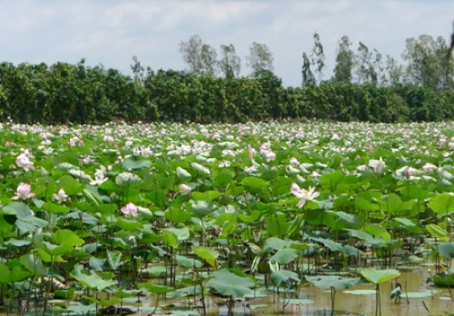 Đồng Sen Tháp Mười miễn phí vé tham quan đến giữa tháng 8 - 3
