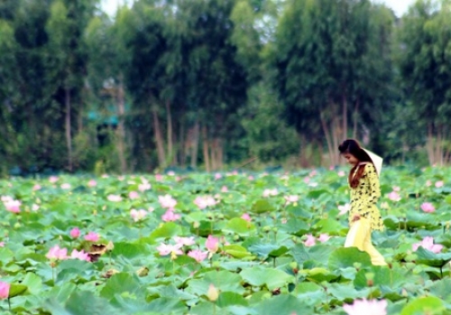 Đồng Sen Tháp Mười miễn phí vé tham quan đến giữa tháng 8 - 6