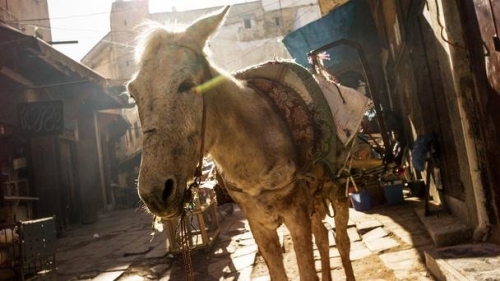 Fez, Morocco - những câu chuyện và những điều chưa biết - 5